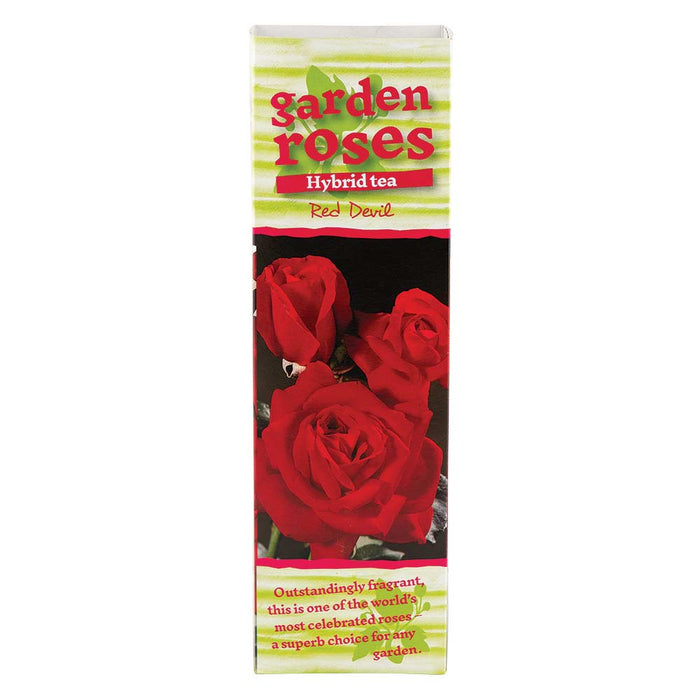 Climbing Rose Bushes