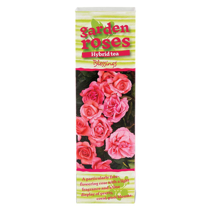 Climbing Rose Bushes