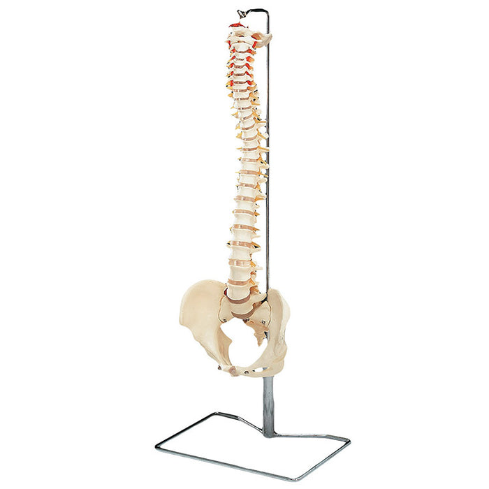 Vertebral Column with Stand - Flexible