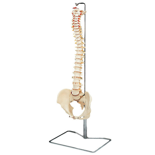 Vertebral Column with Stand - Flexible